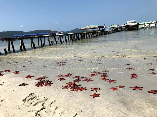 Check-in Cùng Sao Biển – Trải Nghiệm Độc Đáo Tại Rạch Vẹm