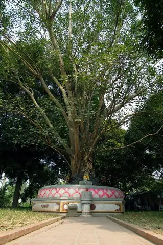 Cổng Tam Quan Và Cây Bồ Đề