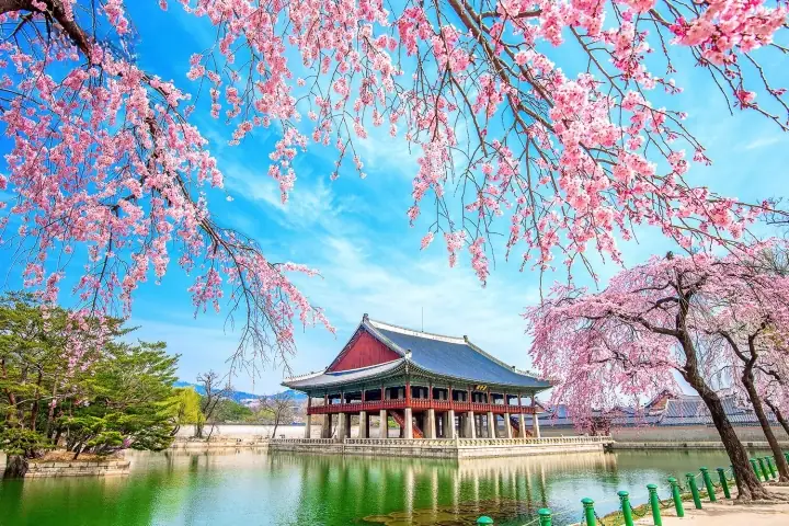 Hàn Quốc Tháng 4 Có Gì Đẹp?