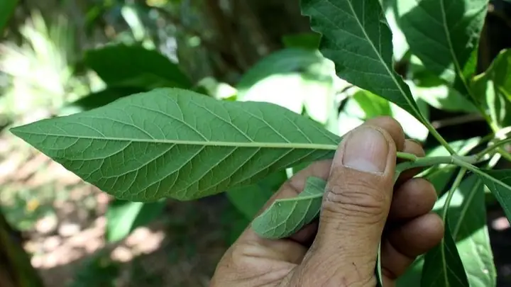4liều Dùng Cây Mật Gấu