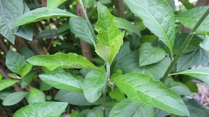 Cây Mật Gấu Là Gì?