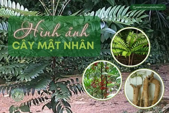 Hình Ảnh Cây Mật Nhân