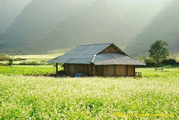 Mộc Châu (sơn La): Mùa Hoa Cải Trắng Bạt Ngàn