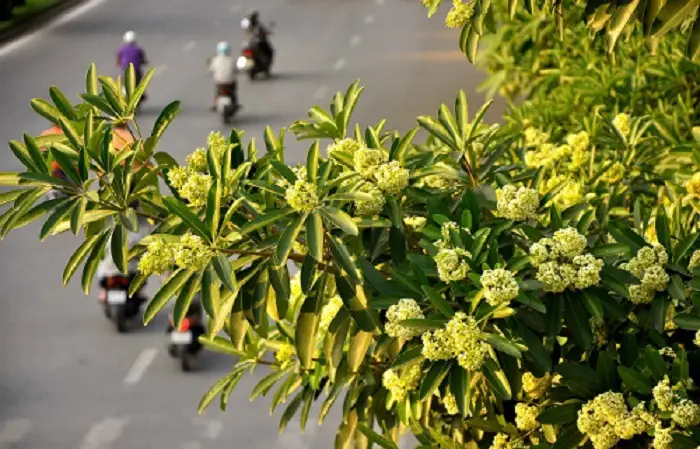 Đường Lạc Long Quân – Chốn Thơ Mộng Vớihoa Sữa