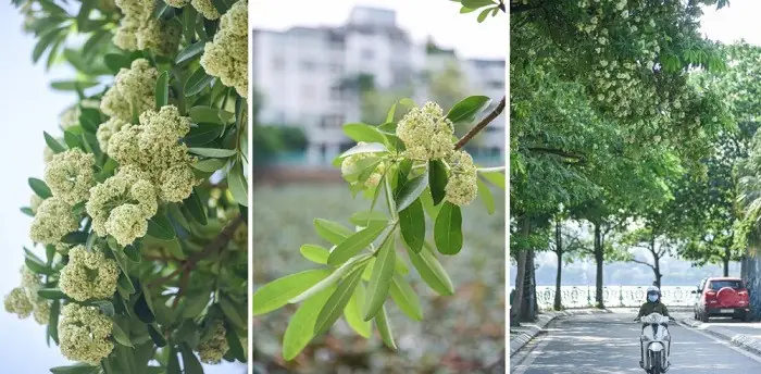 Sức Hút Khó Cưỡng Từ Hươnghoa Sữađặc Trưng