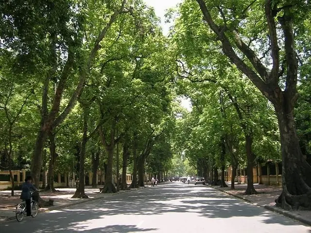 Phố Nguyễn Du – Tâm Điểmhương Hoa Sữa
