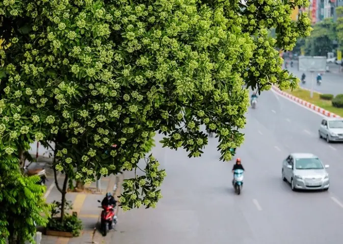 Gợi Ý Góc Chụp Và Ý Tưởng Sáng Tạo Vớihoa Sữa