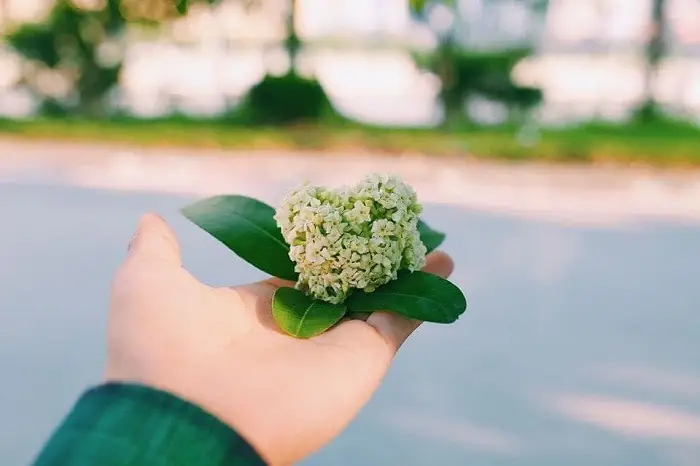 Đường Duy Tân – Gócchụp Ảnh Hoa Sữalý Tưởng