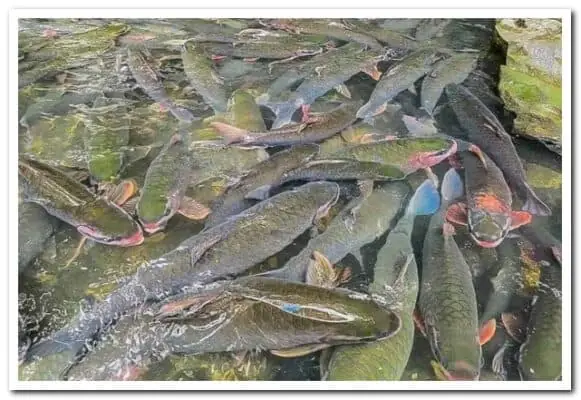 Khám Phá Vẻ Đẹp Thiên Nhiên Qua Những Hình Ảnh Suối Cá Thần Thanh Hóa Khám Phá Vẻ Đẹp Thiên Nhiên Qua Những Hình Ảnh Suối Cá Thần Thanh Hóa