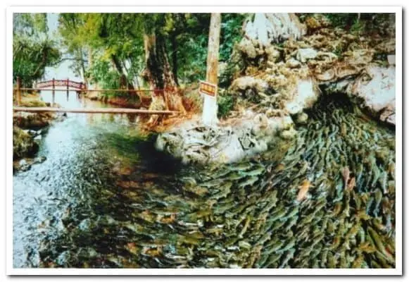 Khám Phá Vẻ Đẹp Thiên Nhiên Qua Những Hình Ảnh Suối Cá Thần Thanh Hóa Khám Phá Vẻ Đẹp Thiên Nhiên Qua Những Hình Ảnh Suối Cá Thần Thanh Hóa