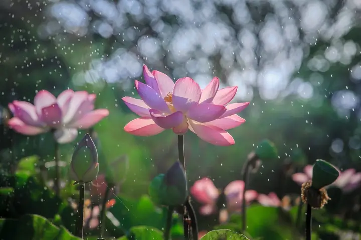 Hình Ảnh Cho Hình Ảnh Thiên Nhiên Đẹp Nhất Việt Nam: Hình Ảnh Cho Hình Ảnh Thiên Nhiên Đẹp Nhất Việt Nam: