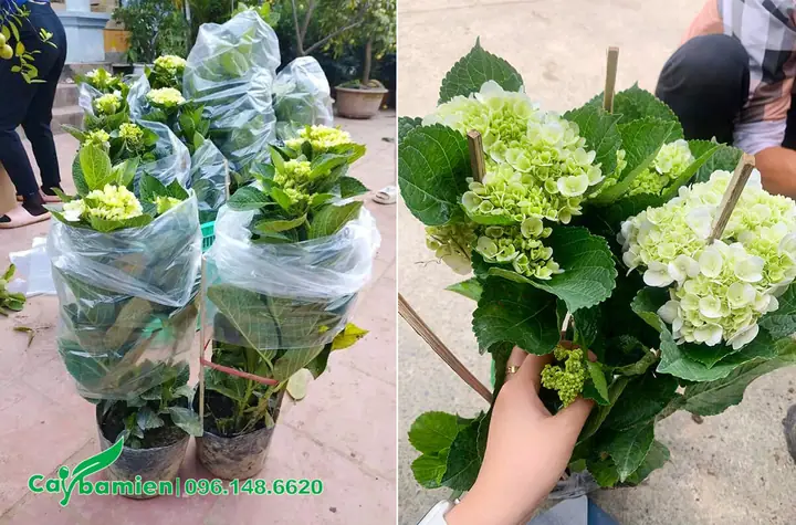 Mua Cây Hoa Cẩm Tú Cầu Ở Đâu Đẹp, Giống Chuẩn, Giá Tốt? Mua Cây Hoa Cẩm Tú Cầu Ở Đâu Đẹp, Giống Chuẩn, Giá Tốt?