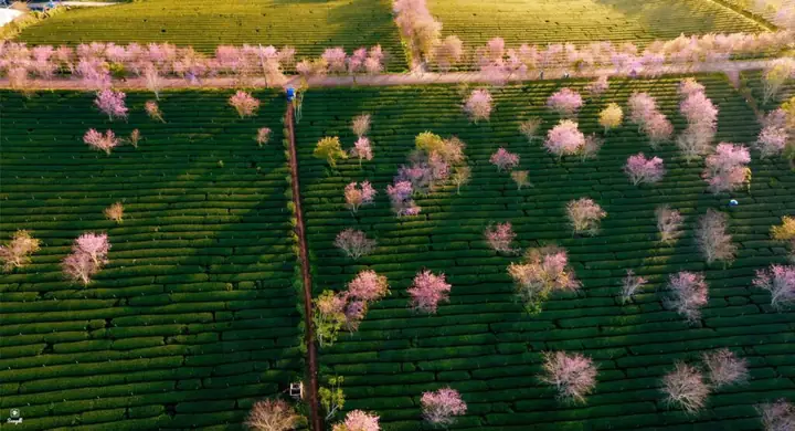 Vườn Hoa Anh Đào Đà Lạt Vườn Hoa Anh Đào Đà Lạt