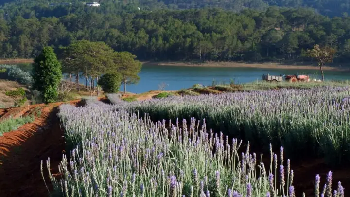 Vườn Hoa Lavender Hồ Tuyền Lâm Vườn Hoa Lavender Hồ Tuyền Lâm