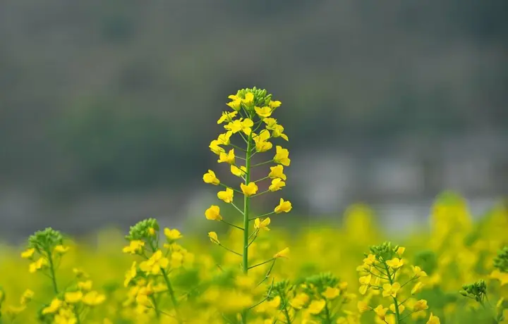 Vườn Hoa Cải Vàng, Cải Trắng Ở Huyện Đơn Dương Vườn Hoa Cải Vàng, Cải Trắng Ở Huyện Đơn Dương