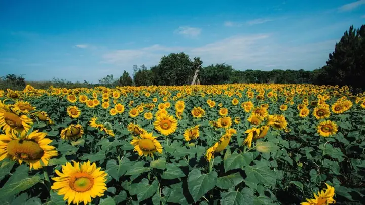 Vườn Hoa Hướng Dương Dalat Milk Farm Vườn Hoa Hướng Dương Dalat Milk Farm