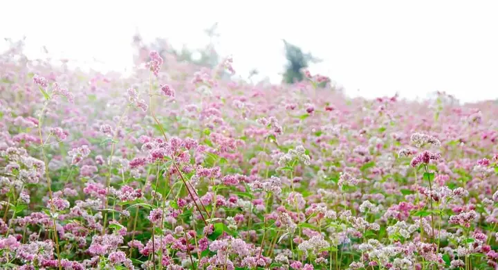 Vườn Hoa Tam Giác Mạch Tà Nung Vườn Hoa Tam Giác Mạch Tà Nung