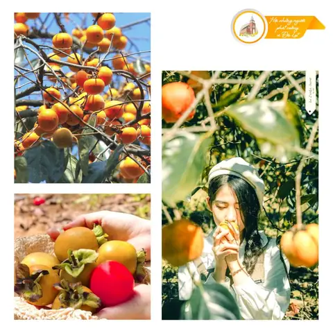 Hồng Giòn Đà Lạt Có Vào Tháng Mấy, Có Mấy Loại, Mua Ở Đâu? Hồng Giòn Đà Lạt Có Vào Tháng Mấy, Có Mấy Loại, Mua Ở Đâu?