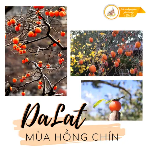 Hồng Giòn Đà Lạt Có Vào Tháng Mấy? Hồng Giòn Đà Lạt Có Vào Tháng Mấy?