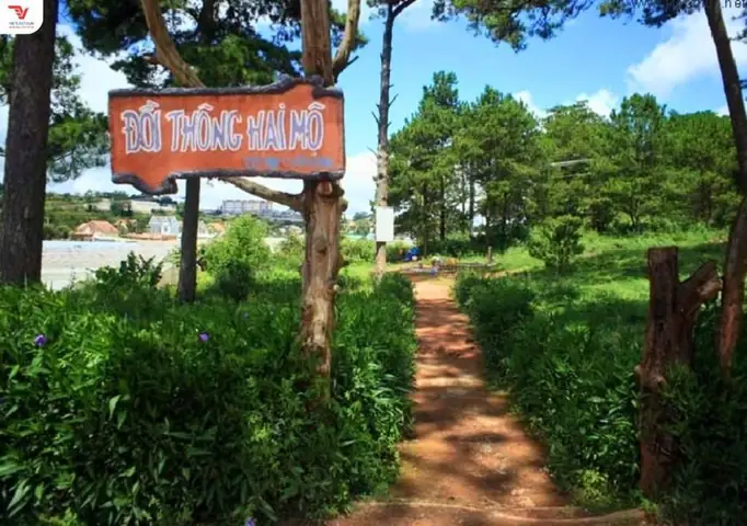 Đồi Thông Hai Mộ Đà Lạt Ở Đâu?