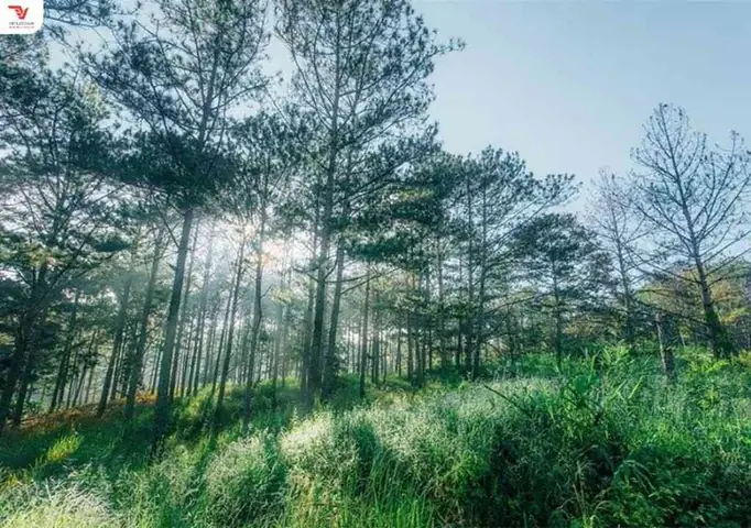 Lưu Ý Khi Tham Quan Đồi Thông Hai Mộ