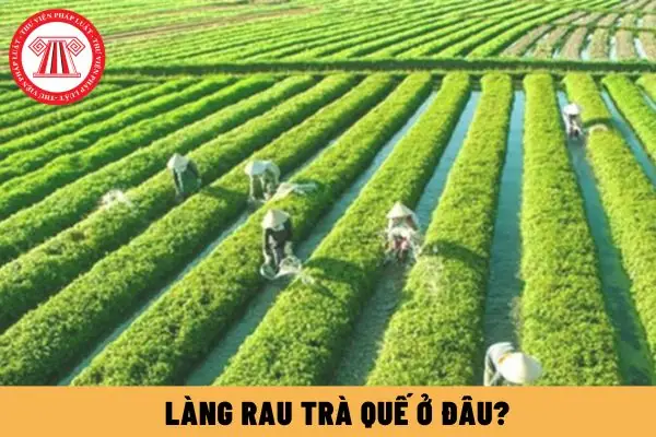 Làng Rau Trà Quế Ở Đâu? Làng Rau Trà Quế Ở Đâu?