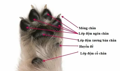 Hợp Âm Trong Miệt Mài Em Quên - Mộng Huyền (hợp Âm Cơ Bản ...