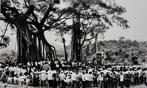 Mái Đình Hồng Thái, Cây Đa Tân Trào: Hành Trình Về Quê Hương Cách Mạng