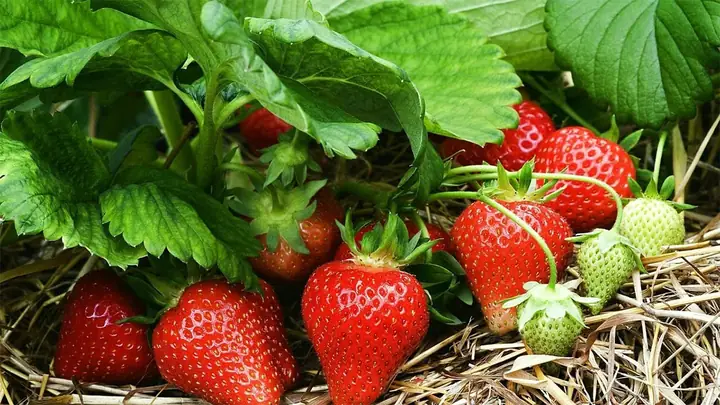 Mùa Dâu Tây Ở Đà Lạt Là Tháng Mấy