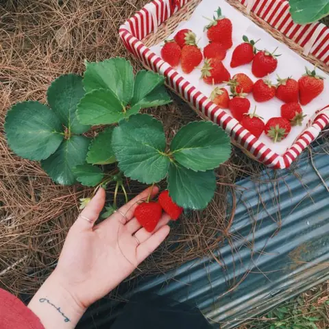 Mùa Dâu Tây Mộc Châu