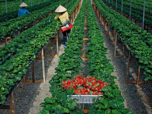 Mùa Dâu Tây Ở Đà Lạt Là Tháng Mấy