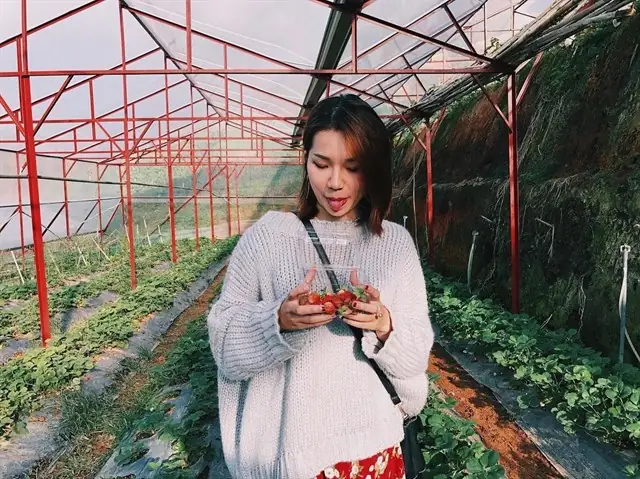 Mùa Dâu Tây Ở Đà Lạt Là Tháng Mấy