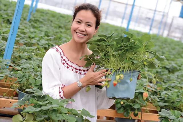 Mùa Dâu Tây Ở Đà Lạt Là Tháng Mấy