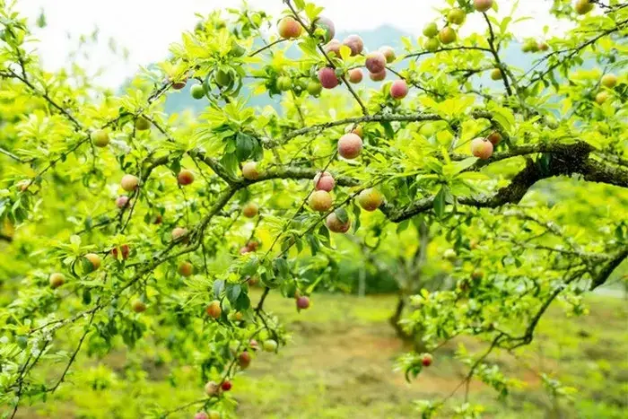 Mộc Châu - Thiên Đường Nghỉ Dưỡng