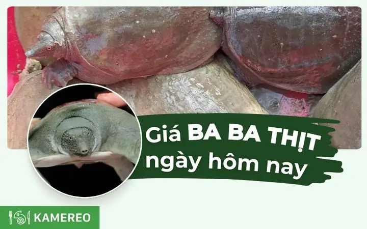 Giá Ba Ba Thịt Hôm Nay Bao Nhiêu? Cập Nhật Giá Baba Mới Nhất Giá Ba Ba Thịt Hôm Nay Bao Nhiêu? Cập Nhật Giá Baba Mới Nhất