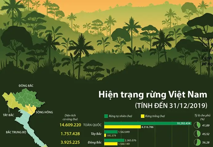 Tầm Quan Trọng Của Rừng & Thực Trạng Rừng Việt Nam