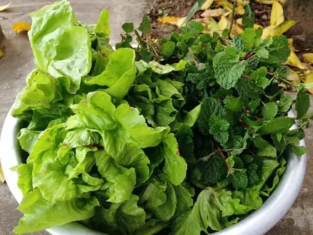 Câu Hỏi Thường Gặp Về Rau Sống Ăn Kèm Bún Đậu Mắm Tôm