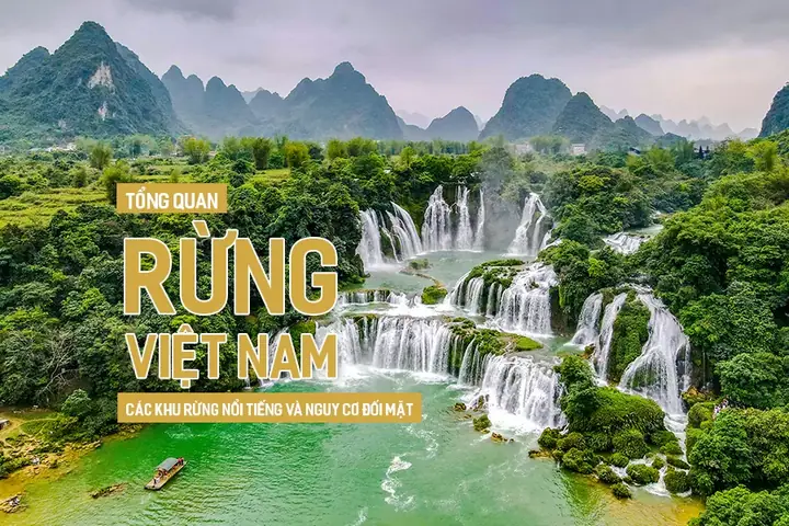 Tổng Quan Rừng Việt Nam: Các Khu Rừng Nổi Tiếng Và Nguy Cơ Đối Mặt