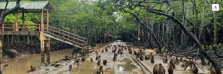 Vì Sao Rừng Ngập Mặn Cần Giờ Là Tài Sản Sinh Thái Vô Giá?