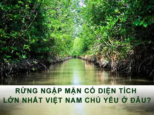 Rung-nhap-man-co-dien-tich-lon-nhat-viet-nam