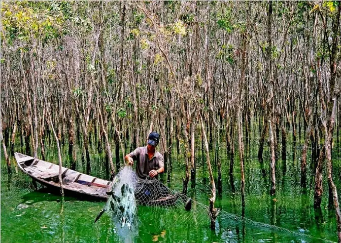 Du Lịch Rừng U Minh Hạ, Trải Nghiệm Tuyệt Vời Cho Du Khách Yêu ...
