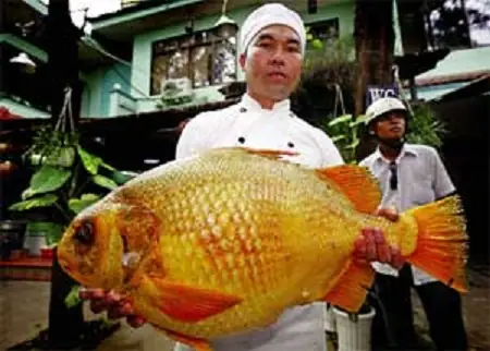 Sông Sài Gòn Có Cá Gì? Những Loài Cá Phổ Biến Và Giá Trị Sinh Thái Sông Sài Gòn Có Cá Gì? Những Loài Cá Phổ Biến Và Giá Trị Sinh Thái