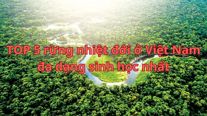 Tổng Hợp Những Khu Rừng Nhiệt Đới Ở Việt Nam Đa Dạng Sinh Học Tổng Hợp Những Khu Rừng Nhiệt Đới Ở Việt Nam Đa Dạng Sinh Học