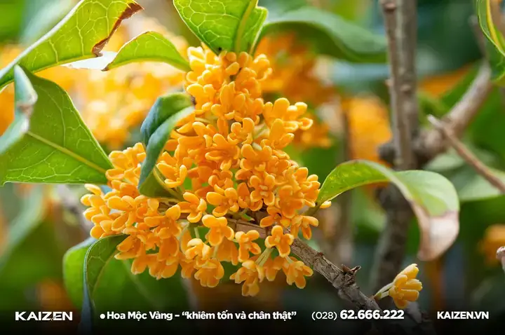 Cỏ May