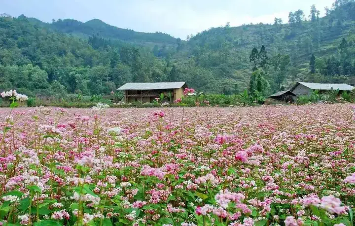 Hướng Dẫn Chi Tiết Cách Thả Đèn Hoa Đăng Ở Huế