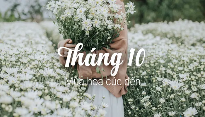 Tháng 10 Mùa Hoa Gì Ở Hà Nội? Khám Phá Sắc Thu Rực Rỡ