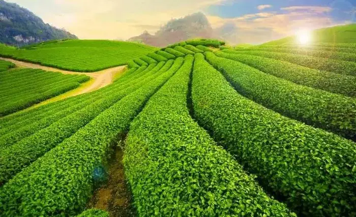 Mộc Châu (sơn La) – Cao Nguyên Của Hoa Và Núi Đồi Mộc Châu (sơn La) – Cao Nguyên Của Hoa Và Núi Đồi