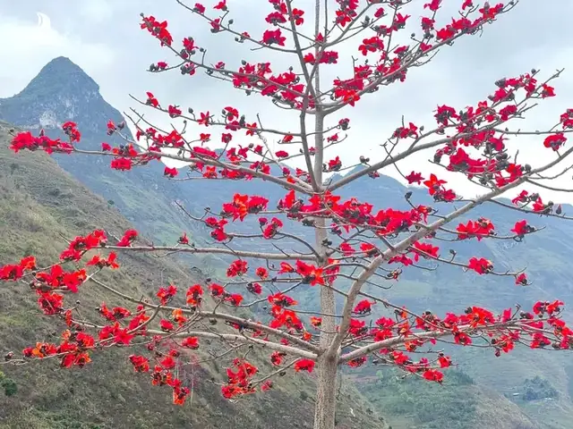 Hà Giang - Vùng Đất Của Đá Và Hoa Hà Giang - Vùng Đất Của Đá Và Hoa