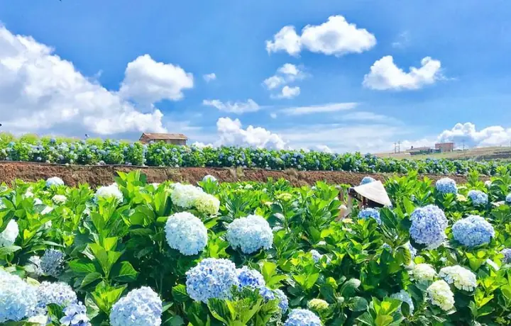 Vườn Hoa Đà Lạt