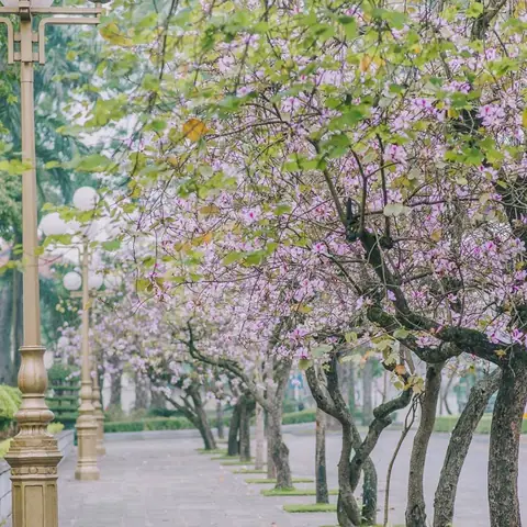 Chiêm Ngưỡng Mùa Hoa Ban Bung Nở